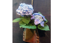 手毬紫陽花